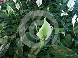 Spathiphyllum wallisii, commonly known asÃÂ peace lily,ÃÂ white sails,ÃÂ spathe flower, cobra plant